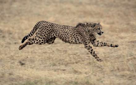 يوزپلنگي در حال دويدن