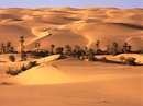 نخلستان در صحرا