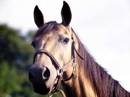 سر و گردن اسبي قهوه اي