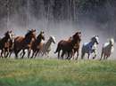 تعدادي اسب با رنگهاي مختلف در حال دويدن