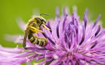 زنبوري روي گل بنفش در حال مکيدن شهد آن