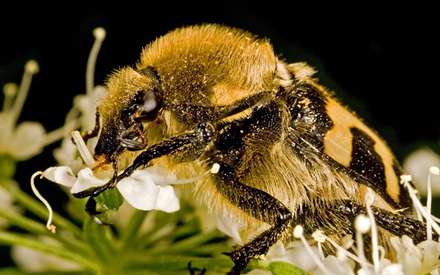 تصوير يک زنبور در حال مکيدن شهد گل از نزديک