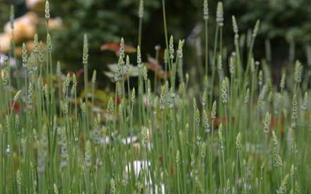 جوانه هاي سبز گندم