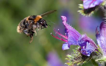 زنبوري در حال نشستن روي گلي بنفش