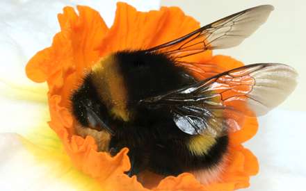 زنبوري روي گل نارنجي در حال مکيدن شهد آن