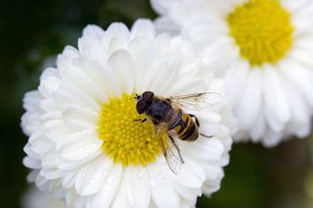 زنبوري روي گل سفيد در حال مکيدن شهد آن