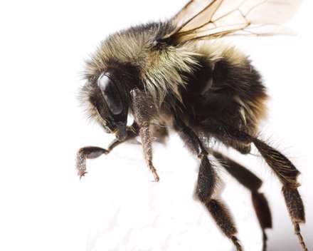 تصوير يک زنبور پشمالو