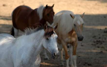 سه اسب با رنگهاي سفيد قهوه اي و سمند