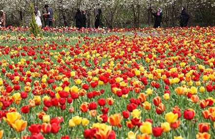 دوازدهمين جشنواره لاله ها در روستاي گرماب