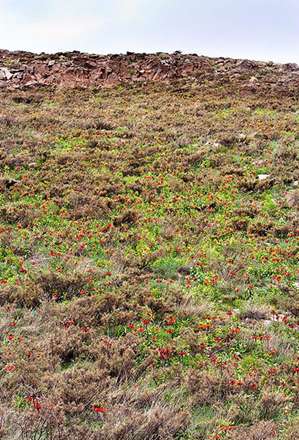 لاله هاي واژگون در دشت ها و دامنه هاي خوانسار