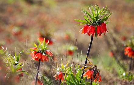 لاله هاي واژگون در دشت ها و دامنه هاي خوانسار