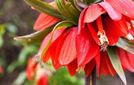 لاله هاي واژگون در دشت ها و دامنه هاي خوانسار