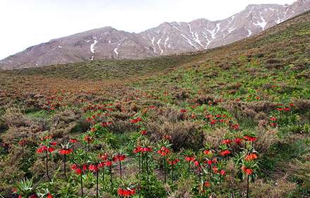 لاله هاي واژگون در دشت ها و دامنه هاي خوانسار
