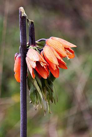 لاله هاي واژگون در دشت ها و دامنه هاي خوانسار