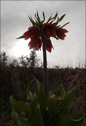 لاله هاي واژگون در دشت ها و دامنه هاي خوانسار