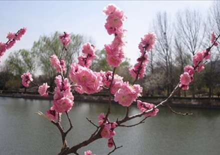 گزارش تصويري: بهار درکشورهاي مختلف دنيا (4)، چين