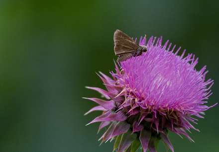 پروانه اي قهوه اي روي گل صورتي