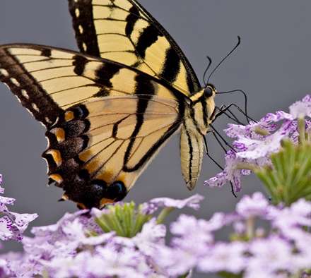 پروانه اي زرد و سياه روي گلهاي سفيد و بنفش