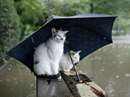 دو گربه سفيد زير چتر