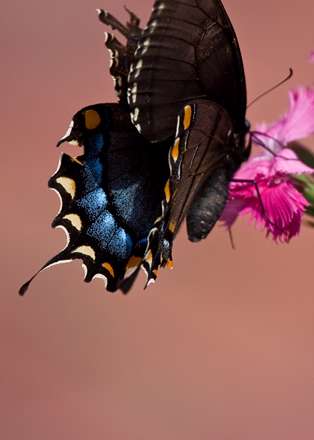 پروانه پرچمي دم چلچله اي روي گل صورتي