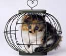 گربه اي در قفس
