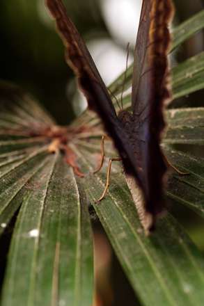 پروانه اي قهوه اي روي برگي سبز