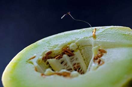 دنياي ما انسانها در مقياسي متفاوت