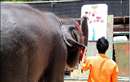 نمایش فیلها در بانکوک تایلند