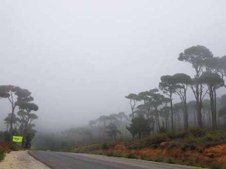 درخت  ارز نماد پرچم لبنان