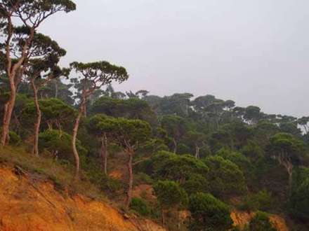 درخت  ارز نماد پرچم لبنان