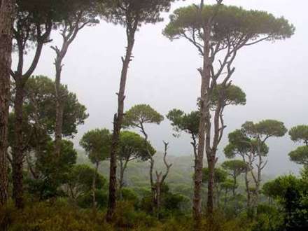 درخت  ارز نماد پرچم لبنان