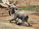 ناکامی کروکودیل در شکار فیل
