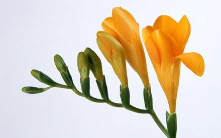 گل زرد زیبا