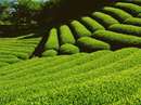 تصویری از مزرعه چای