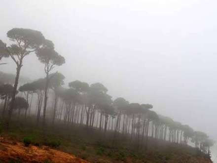 درخت  ارز نماد پرچم لبنان