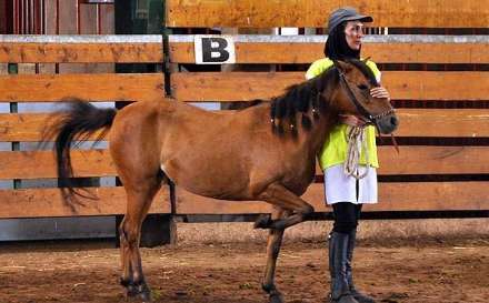 نهمین جشنواره ملی زیبایی اسب کاسپین