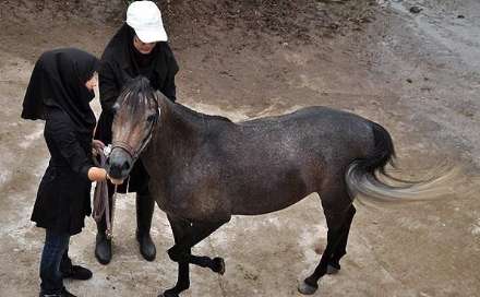 نهمین جشنواره ملی زیبایی اسب کاسپین