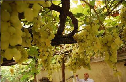 خانه انگوری