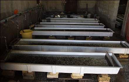 گزارش تصویری از  محل پرورش ماهی در فیروزکوه