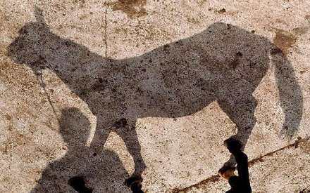 نهمین جشنواره ملی زیبایی اسب کاسپین