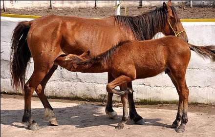 نهمین جشنواره ملی زیبایی اسب کاسپین