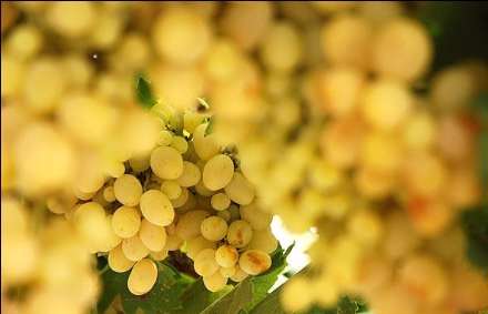 خانه انگوری