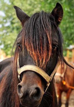 نهمین جشنواره ملی زیبایی اسب کاسپین