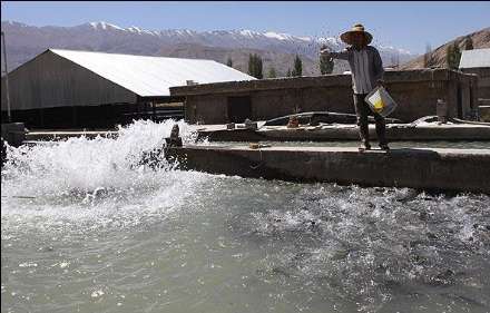 گزارش تصویری از  محل پرورش ماهی در فیروزکوه