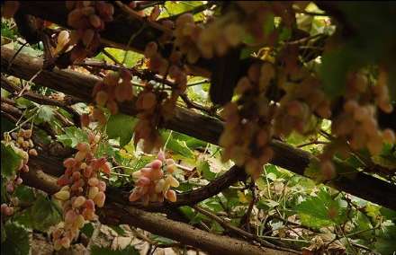 خانه انگوری