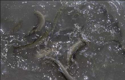 گزارش تصویری از  محل پرورش ماهی در فیروزکوه