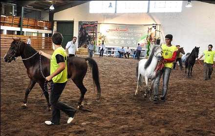 نهمین جشنواره ملی زیبایی اسب کاسپین