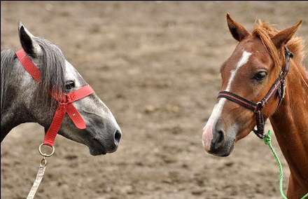 نهمین جشنواره ملی زیبایی اسب کاسپین