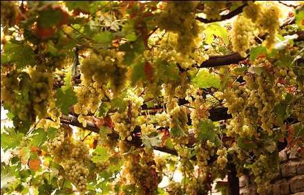 خانه انگوری