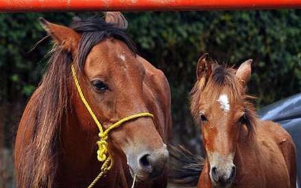 نهمین جشنواره ملی زیبایی اسب کاسپین